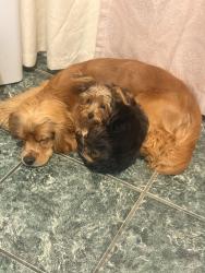 Lost Female Dog last seen Calle C y rancho en colton, Colton, CA 92324