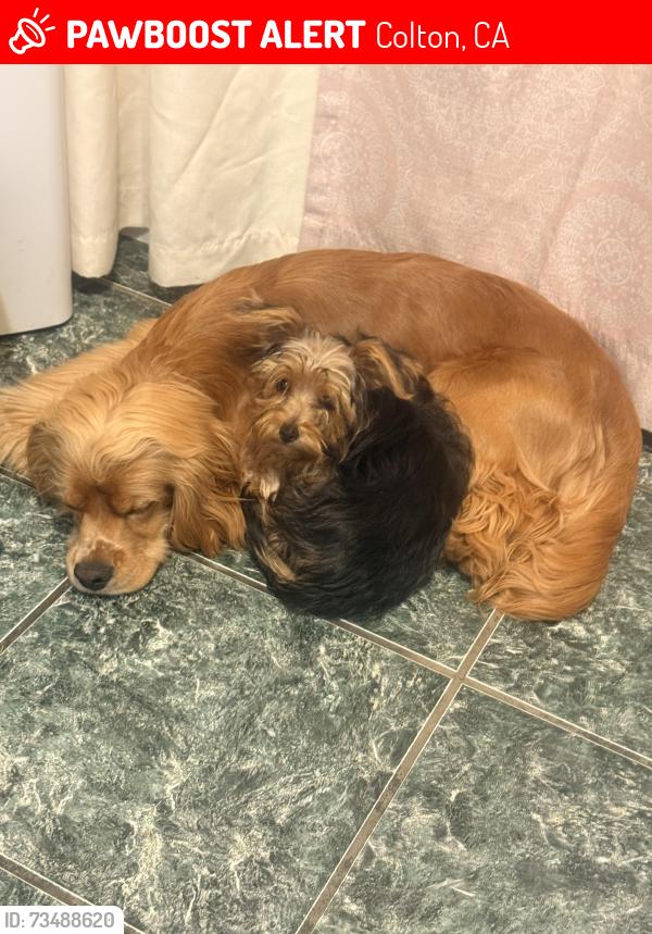 Lost Female Dog last seen Calle C y rancho en colton, Colton, CA 92324