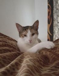 Lost Female Cat last seen Park Springs Blvd and green oaks, Arlington, TX 76017