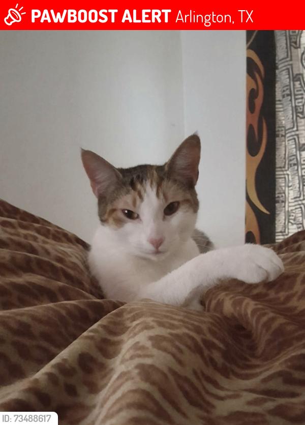 Lost Female Cat last seen Park Springs Blvd and green oaks, Arlington, TX 76017