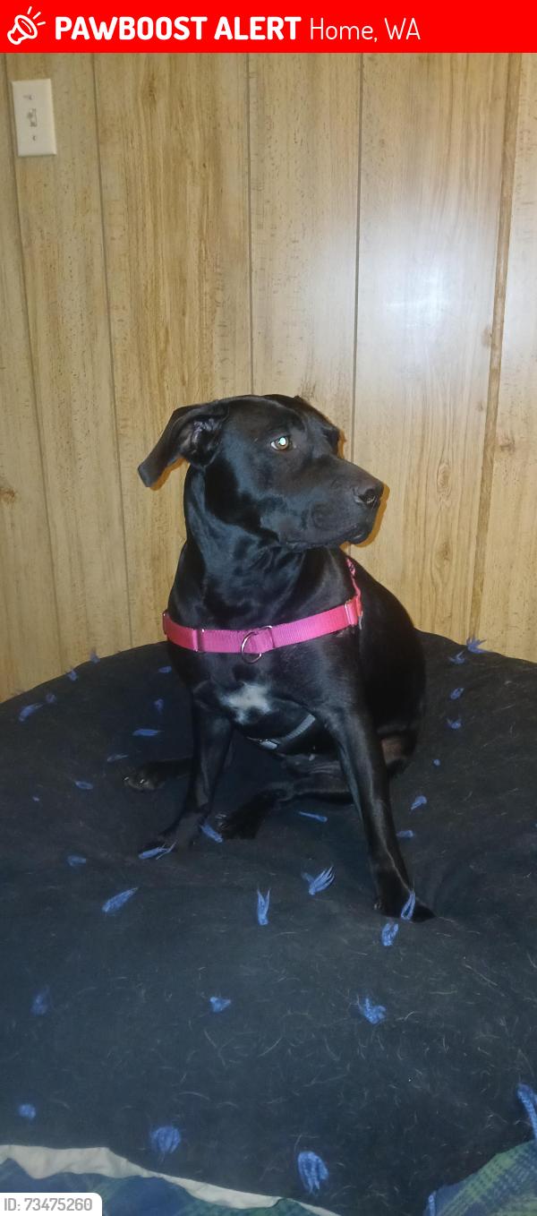 Lost Female Dog last seen 30th..Jackson l6, Home, WA 98349