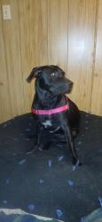 Lost Female Dog last seen 30th..Jackson l6, Home, WA 98349