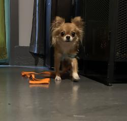 Reunited Female Dog last seen Berrydale Park, Portland, OR 97216
