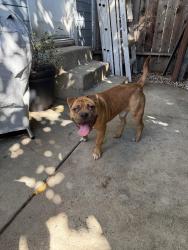 Found/Stray Male Dog last seen Main and 17th st, Santa Ana, CA 92706