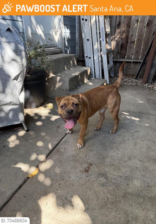 Found/Stray Male Dog last seen Main and 17th st, Santa Ana, CA 92706