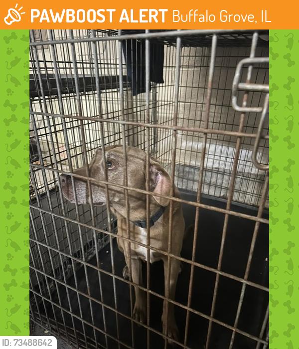 Found/Stray Male Dog last seen Deerfield Pkwy, Buffalo Grove, IL 60089