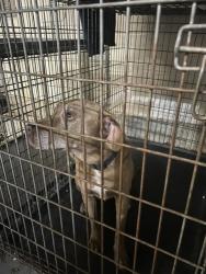 Found/Stray Male Dog last seen Deerfield Pkwy, Buffalo Grove, IL 60089
