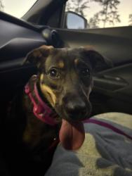 Lost Female Dog last seen Near Cvs, Houston, TX 77024