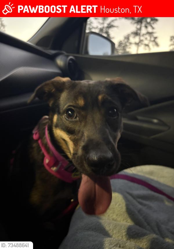 Lost Female Dog last seen Near Cvs, Houston, TX 77024
