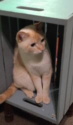 Reunited Male Cat last seen IQ credit union, Washougal, WA 98671