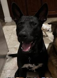 Reunited Male Dog last seen Bryant pond, Houston, TX 77041