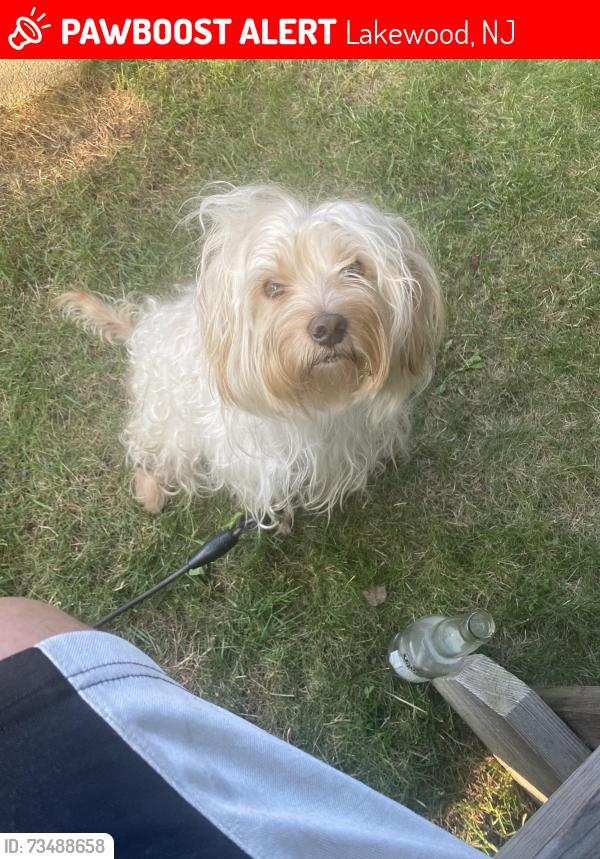 Lost Male Dog last seen Lakewood nj 08701, Lakewood, NJ 08701