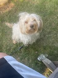 Lost Male Dog last seen Lakewood nj 08701, Lakewood, NJ 08701