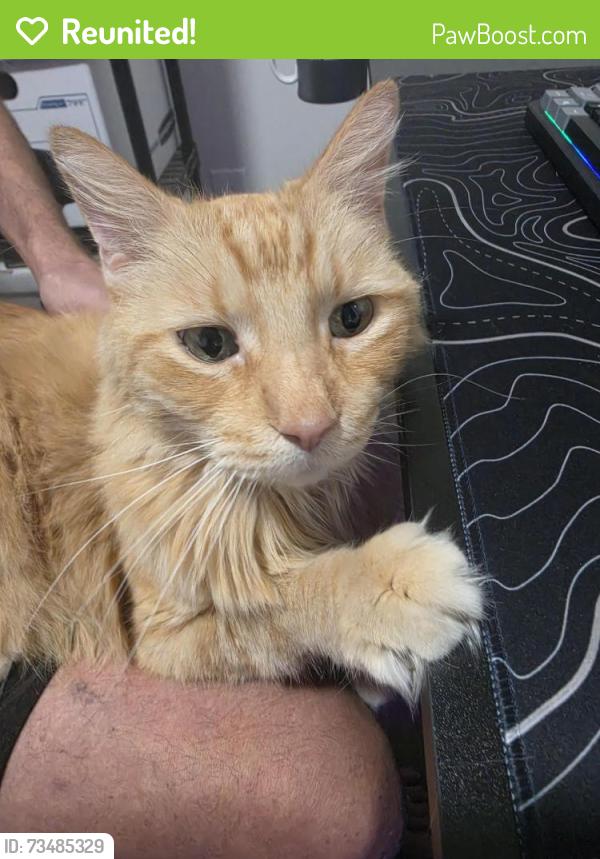 Reunited Male Cat last seen Baker and 5th St, Ontario, CA 91764