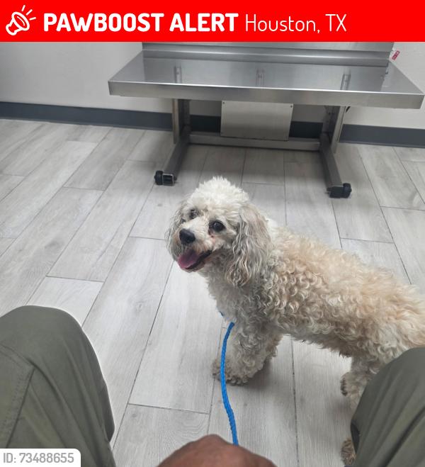 Lost Male Dog last seen Bellaire View, Houston, TX 77083