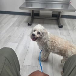 Lost Male Dog last seen Bellaire View, Houston, TX 77083