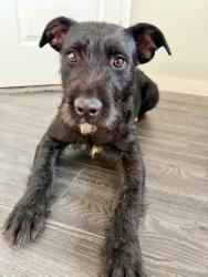 Found/Stray Female Dog last seen Walden park, Murray, UT 84123