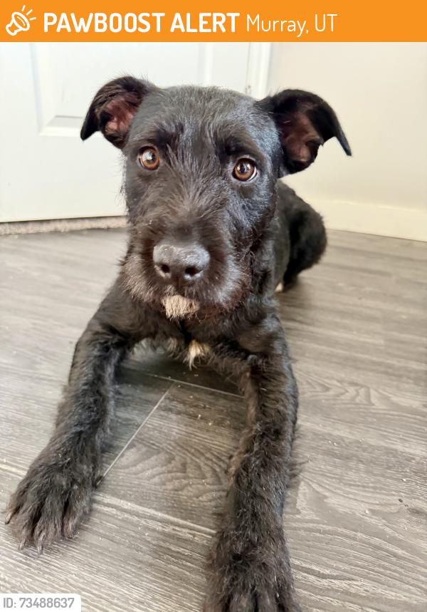 Found/Stray Female Dog last seen Walden park, Murray, UT 84123