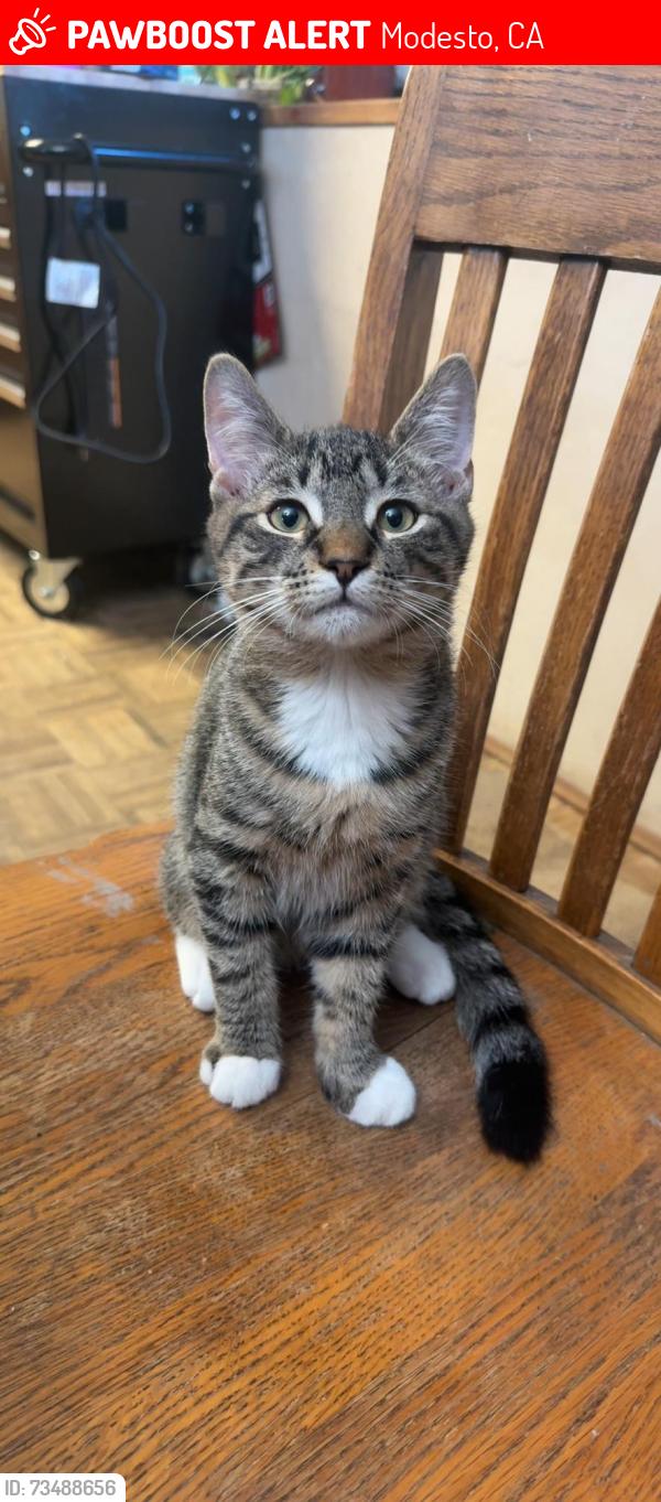 Lost Male Cat last seen Scenic dr, Modesto, CA 95355
