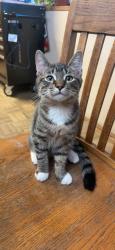 Lost Male Cat last seen Scenic dr, Modesto, CA 95355