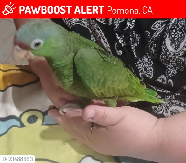Lost Female Bird last seen Aston/Dupont, Pomona, CA 91768