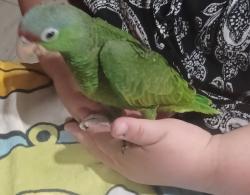 Lost Female Bird last seen Aston/Dupont, Pomona, CA 91768