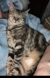 Lost Female Cat last seen Carrcroft elementary School, Wilmington, DE 19803