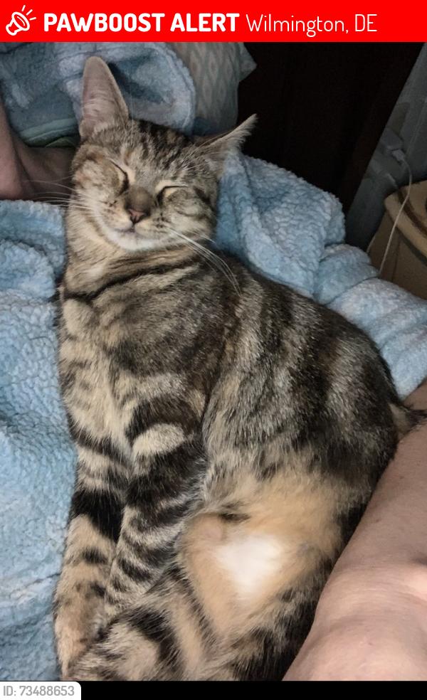Lost Female Cat last seen Carrcroft elementary School, Wilmington, DE 19803
