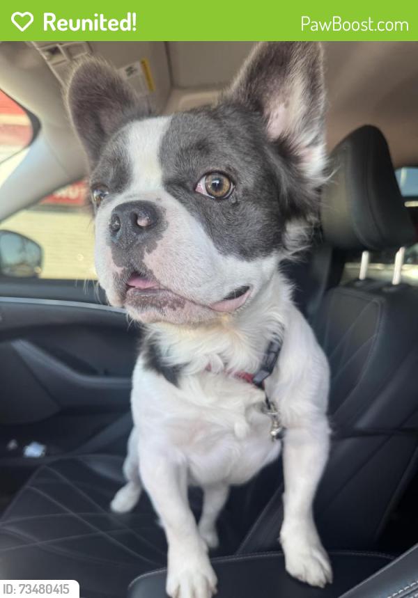 Reunited Male Dog last seen Near S Arizona Ave, Yuma, AZ 85364