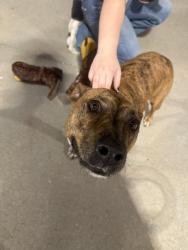 Found/Stray Female Dog last seen Cavenders, Shawnee, OK 74804