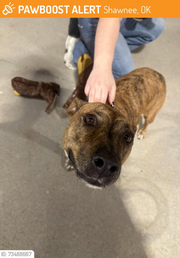 Found/Stray Female Dog last seen Cavenders, Shawnee, OK 74804