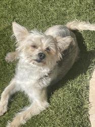 Lost Female Dog last seen Thomas and 60th, Scottsdale, AZ 85257