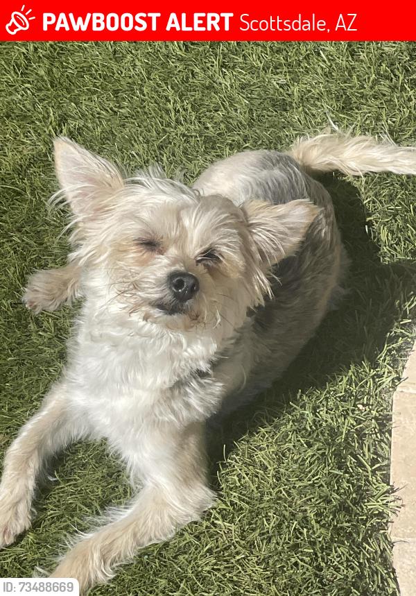 Lost Female Dog last seen Thomas and 60th, Scottsdale, AZ 85257