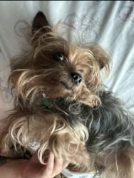 Reunited Male Dog last seen Wynchase dr, Deer Park, TX 77536
