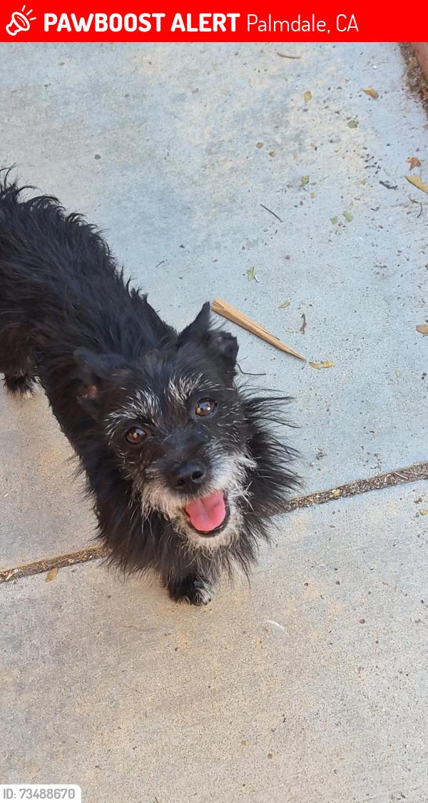 Lost Male Dog last seen East ave r 13, Palmdale, CA 93552