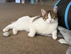 Lost Female Cat last seen Pierce street, Gilroy, CA 95020
