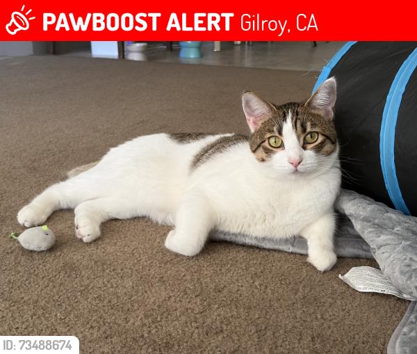 Lost Female Cat last seen Pierce street, Gilroy, CA 95020