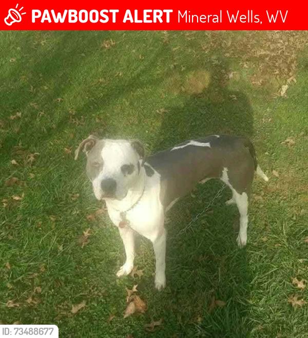 Lost Male Dog last seen Quality Express Inn & Suites, Mineral Wells, WV 26150