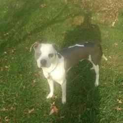 Lost Male Dog last seen Quality Express Inn & Suites, Mineral Wells, WV 26150