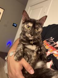 Found/Stray Unknown Cat last seen Miller heights dr, Montgomery County, TX 77357