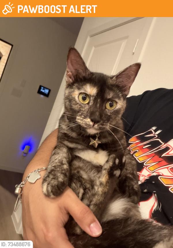Found/Stray Unknown Cat last seen Miller heights dr, Montgomery County, TX 77357