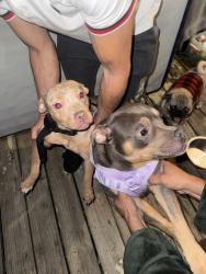 Lost Male Dog last seen I just found these two little dogs. If anyone knows whose they are, please let me know; I found them on the road and brought them to my hse., Benton Harbor, MI 49022