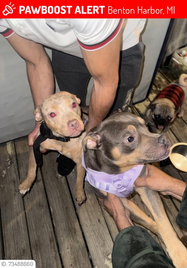 Lost Male Dog last seen I just found these two little dogs. If anyone knows whose they are, please let me know; I found them on the road and brought them to my hse., Benton Harbor, MI 49022