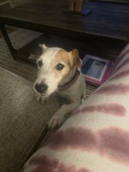 Reunited Female Dog last seen Kirkwood street & 6th street, Abilene, TX 79603