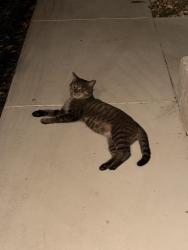 Found/Stray Unknown Cat last seen Aldi, trust bank, Boca Raton, FL 33431