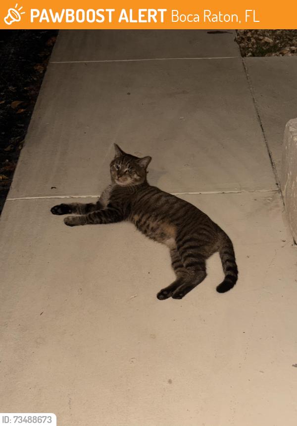 Found/Stray Unknown Cat last seen Aldi, trust bank, Boca Raton, FL 33431