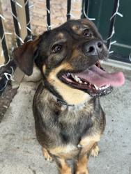 Lost Female Dog last seen Queen Anne’s, Houston, TX 77024