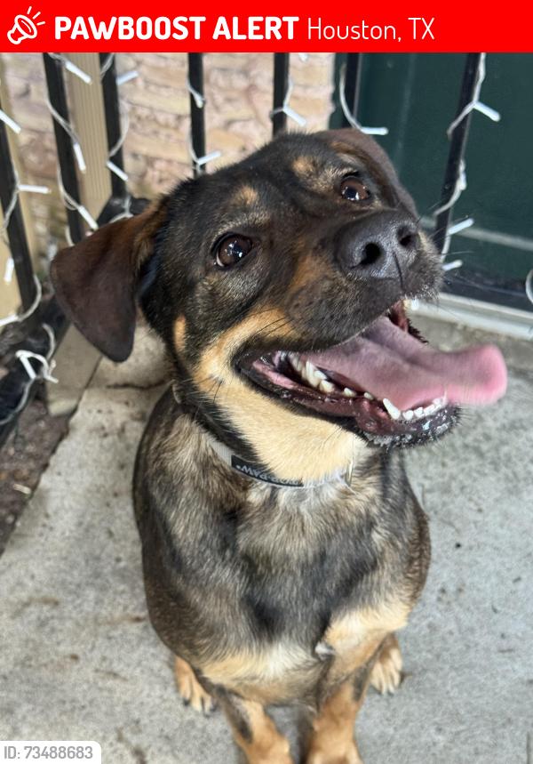 Lost Female Dog last seen Queen Anne’s, Houston, TX 77024
