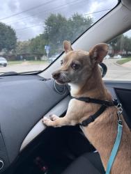 Reunited Male Dog last seen Rosemeade and Josey, Carrollton, TX 75007