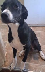 Reunited Female Dog last seen Sherman and powering, near Sherman elementary school, Nampa, ID 83686